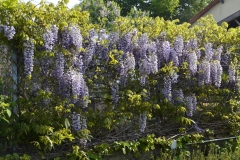groene-camping-Auvergne--de-Dome